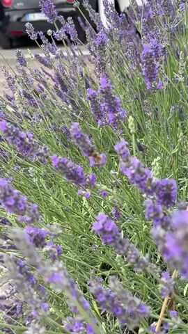 This media file features a close-up, handheld shot of a patch of blooming lavender. The scene is dominated by vibrant purple lavender flowers and their slender green stems, creating a lush and natural setting. A bee is prominently featured, actively foraging among the blossoms, highlighting a moment of natural interaction and pollination.

The time of day appears to be daytime, likely late morning or early afternoon, given the bright lighting and the activity of the bee. The weather seems pleasant and conducive to outdoor activity, with no visible rain or harsh sunlight. The location is identified as Molveno, Italy, which evokes a sense of picturesque Italian scenery. The focus is on the natural beauty of the lavender field and the industrious bee, suggesting a peaceful and serene atmosphere. The camera work is slightly shaky, typical of a handheld recording, adding a sense of immediacy and authenticity to the scene. There is no visible text in the media file.