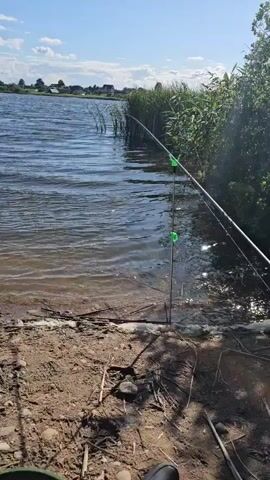 The video shows a close-up view of fishing rods and a fishing reel near the edge of a body of water. The water is calm with some ripples, and reeds grow along the bank. In the background, there is a clear blue sky with scattered clouds and a distant shoreline with houses and trees. The ground is sandy and covered with dry leaves and twigs. The lighting suggests it is a sunny day.