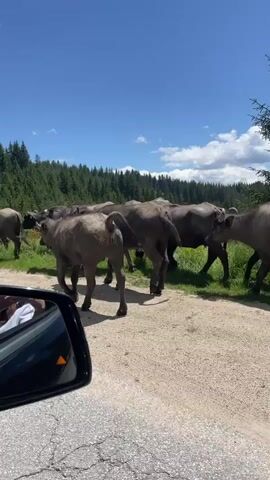 This is a first-person perspective video taken from inside a vehicle looking out at a herd of water buffalo walking along a dirt road. The buffalo are moving from left to right across the frame. The road is gravel and dirt, with green grass and trees on the right side of the road. In the background, there is a dense forest of pine trees, and the sky is blue with some white clouds. The video captures the buffalo walking and grazing, with some of them crossing the road. The sun is shining, casting shadows on the ground. The camera view is slightly obstructed by the side mirror of the vehicle.