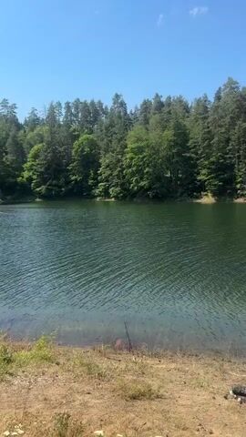 This media file captures a serene lakeside scene on a clear, sunny day. The camera pans across a calm, green lake fringed by a dense forest of tall pine trees. The foreground shows a sandy bank with dry grass and a fallen log, suggesting a natural, undeveloped setting. A fishing rod stands upright in the sand near the water's edge, indicating someone is likely fishing or has been fishing recently.

The sky is a vibrant blue with a few fluffy white clouds, painting a picture of pleasant weather, likely midday given the brightness and clear sky. In the distance, across the lake, rolling hills covered in greenery can be seen. A small cluster of buildings, possibly a campsite or small village, is visible nestled among the trees on the far bank. The overall impression is one of tranquility and natural beauty, a peaceful escape from the hustle and bustle. The location is identified as Sv. Konstantin, Bulgaria. No people are directly visible, but the presence of the fishing rod implies human activity in the area.