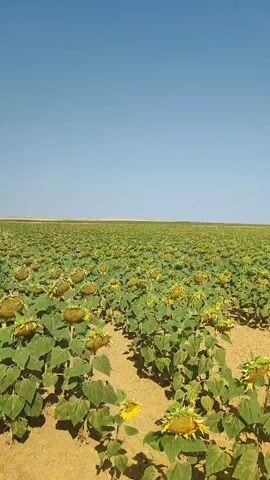 This is a vertical video of a large field of sunflowers under a clear blue sky. The sunflowers are mostly facing downwards, with some showing their yellow petals. The ground is dry and dusty, with rows of sunflowers planted in it. The horizon is flat and seems to stretch for miles. There are no people or animals visible in the video. The lighting suggests it is daytime, likely sunny.