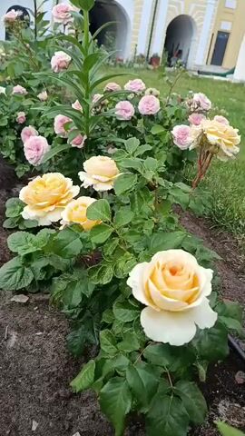 The video begins with a close-up of pink and yellow roses in a garden bed. The camera then pans up to reveal a yellow building with arched entrances and a tall bell tower. A few people are visible in the distance, sitting on benches or walking. The sky is overcast. The video is short and appears to be a brief walk-through of a garden area in front of a religious building.