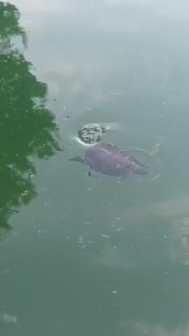 A small turtle swims in murky green water. The turtle is mostly submerged, with its shell and head visible above the surface. Ripples spread out from the turtle as it moves through the water. The water is somewhat cloudy, with some debris floating on the surface. The reflection of green trees can be seen on the surface of the water in the upper left corner of the frame. The lower portion of the frame shows a portion of a stone ledge or wall.