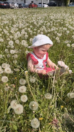 Woman walks paths, baby plays in dandelion field in Sterlitamak