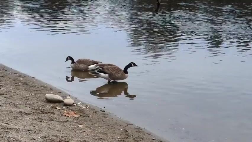 Two Canada geese are on the edge of a calm lake. The left goose is standing in the shallow water near a sandy bank with a few pebbles and a dead leaf. The right goose is swimming, with its head up. The water is reflecting the sky and the geese.