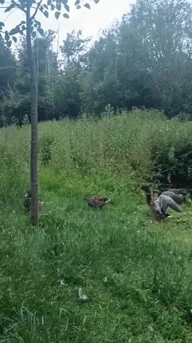 A short video clip shows three ducks in a grassy area next to a small tree. The ducks appear to be mallards, with one duck in the foreground facing right, and two ducks in the background. The background consists of lush green foliage and trees, suggesting an outdoor natural environment. The lighting is overcast, indicating a cloudy day. The camera is held steady, with the scene remaining largely static throughout the clip, capturing the ducks in their habitat.