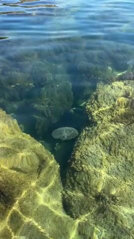 A single, translucent jellyfish drifts in clear, shallow water. The seabed is visible below, with rocks and vegetation. Sunlight filters through the water, creating rippling patterns on the surface and illuminating the jellyfish and the surroundings. The camera is positioned above the water, looking down.