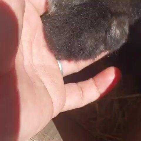 The video shows a close-up view of a person's hands holding a young black chick. The chick's feet are visible, with small, sharp claws. The person's fingers gently support the chick's body. The background is blurred, but appears to be a cardboard box with some straw or hay. Another chick, white in color, can be seen in the background, along with other dark-colored chicks. The lighting suggests an indoor environment, possibly with sunlight coming from an unseen source. The video focuses on the delicate nature of the young bird and the gentle handling by the person.