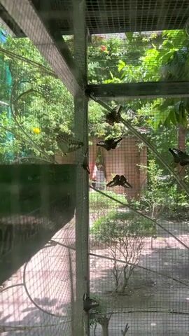 The video pans across an outdoor enclosure with a wire mesh fence and metal supports. Inside the enclosure, several butterflies with dark wings and white markings are perched on the mesh. Some butterflies are also seen flying amongst lush green foliage in the background. To the right, a rack is filled with numerous butterfly chrysalises hanging from sticks. The ground appears to be dirt with some sparse vegetation. The overall environment suggests a butterfly sanctuary or conservatory.