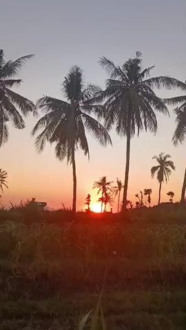 The video captures a serene sunset scene with several tall palm trees silhouetted against a gradient sky of orange, pink, and pale blue. The sun, a bright orange orb, is partially visible behind a cluster of smaller trees and foliage in the middle ground, casting a warm glow. In the foreground, a field of tall grass and plants is visible, with some of the leaves catching the sunlight. The overall impression is of a tranquil, natural landscape at dusk.