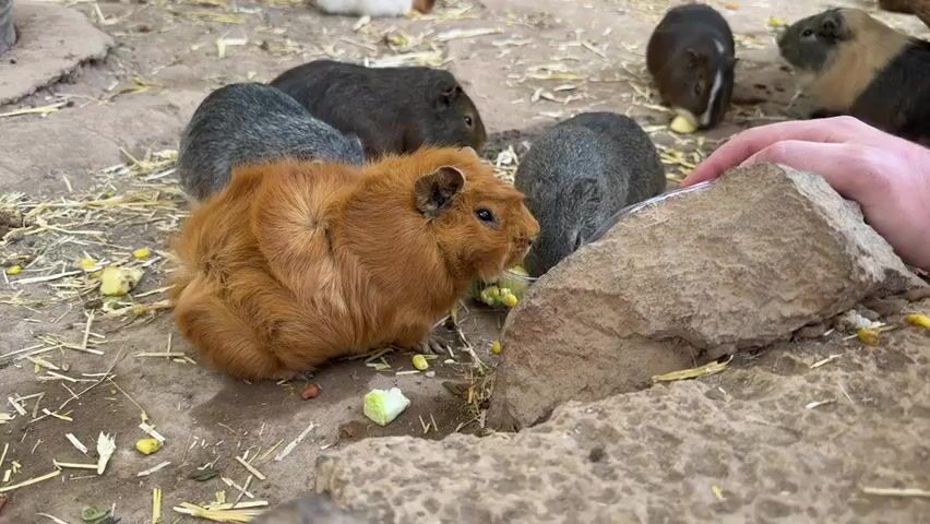A group of guinea pigs are eating from a clear plastic dish held by a person's hand. The guinea pigs are in an enclosure with a dirt floor, scattered hay, and some rocks. The guinea pigs are of various colors, including brown, gray, and black. The person's hand is visible on the right side of the frame, holding the dish with food. The guinea pigs are actively eating the food, with some of them reaching into the dish. The scene appears to be an interactive exhibit where visitors can feed the animals.