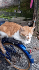 Cat sleeps on bicycle seat in Baron, Indonesia