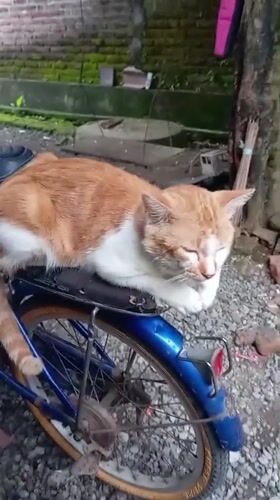 Cat sleeps on bicycle seat in Baron, Indonesia