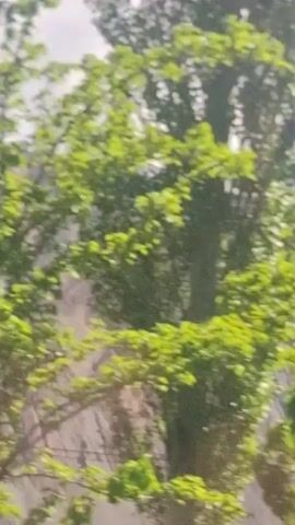 The video shows a mountain range through a tree. The camera is moving quickly. The leaves of the tree are bright green. The mountains are brown and gray. The sky is overcast.