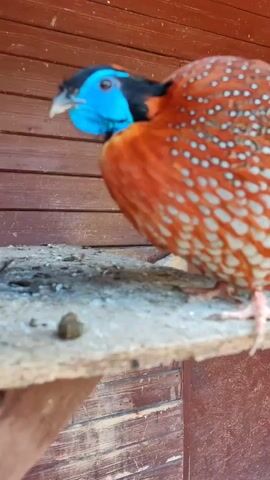 The video shows a male Satyr Tragopan bird perched on a wooden shelf in front of a wood plank wall. The bird has vibrant orange and white plumage with white dots. Its neck is a rusty orange, and its head is a striking combination of black and bright blue. The shelf is weathered and has bird droppings on it. The video seems to have been recorded at close range, emphasizing the bird's colorful appearance. The audio includes sounds of the bird and Russian speech.