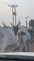Zebu cattle herd spotted walking in Abuja, Nigeria