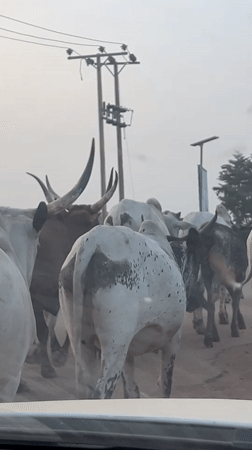 Zebu cattle herd spotted walking in Abuja, Nigeria