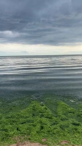 The video shows a tranquil scene of the Baltic Sea in Baltiiskoe, Russia. The foreground is dominated by lush green seaweed, washed ashore and piled up on the sandy beach. Beyond the seaweed, the calm water of the sea stretches out to the horizon, reflecting the overcast sky. Gentle ripples disturb the water's surface, creating a mesmerizing pattern of light and shadow. In the distance, a band of lighter sky suggests the horizon line, with scattered clouds adding texture to the otherwise muted sky.

The time of day appears to be late afternoon or early evening, given the soft, diffused light and the graying clouds. The weather is cloudy, contributing to the serene and somewhat somber atmosphere of the scene. There are no people or man-made objects visible, emphasizing the natural beauty of the coastal environment. The overall mood is one of peace and quietude, inviting contemplation of the vastness of nature. The focus is on the textures and colors of the seaweed, the water, and the sky, creating a visually appealing and immersive experience. There is no visible text in the media file.