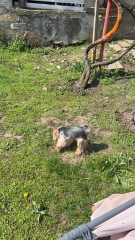 The video shows a small, brown and grey Yorkie dog sniffing the ground in a grassy yard with dandelions. In the background, there is a concrete wall with some climbing plants, a tree branch, and part of a baby stroller. The camera then pans to the right, revealing a wider view of the yard, which includes a greenhouse, a garden area with bare soil, a chicken coop, and some scattered white PVC pipes. The Yorkie is seen running towards the garden area. The scene is set on a sunny day with a clear blue sky.