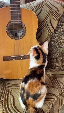 The video shows a calico kitten sitting on a patterned couch next to a guitar. The kitten is looking up at the guitar. The guitar is an acoustic guitar with a light-colored wooden body and fretboard. The couch is upholstered in a brown and beige patterned fabric. The lighting is natural and appears to be coming from a window. The video is short, lasting only a few seconds. There are no other people or animals visible in the video.