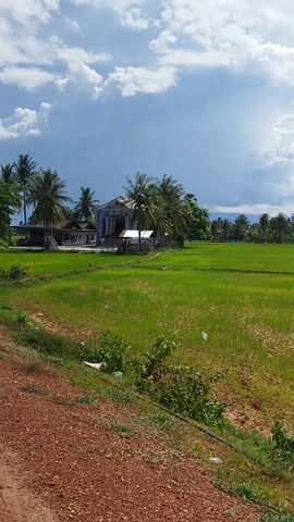 This media file shows a view of a rural landscape in Tuek Chhou, Cambodia. The scene is dominated by a vast, green rice field stretching into the distance. To the left of the rice field, a line of palm trees and other vegetation separates the field from a bright blue sky filled with fluffy white clouds. A few houses, likely rural dwellings, are nestled among the trees. The foreground consists of a reddish-brown dirt path or road, with some sparse green vegetation growing along its edge.

The time of day appears to be daytime, possibly late morning or early afternoon, given the bright sunlight illuminating the scene. The weather seems fair with a mix of sun and clouds. The overall impression is one of a peaceful, agricultural setting. There is no visible text in the media file. The camera appears to be held at an angle, giving the scene a slightly tilted perspective.