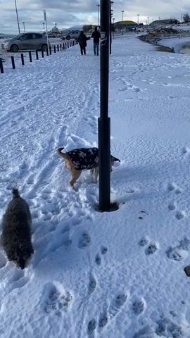 Two dogs are walking in the snow. One dog is small and dark-colored and is in the foreground. The other dog is larger and lighter-colored with a coat and is further away, near a black pole. There are footprints in the snow. In the background, there are people walking and a car parked. The environment is snowy and appears to be outdoors.