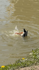 Person eats fries while duck forages in Dmitrov canal