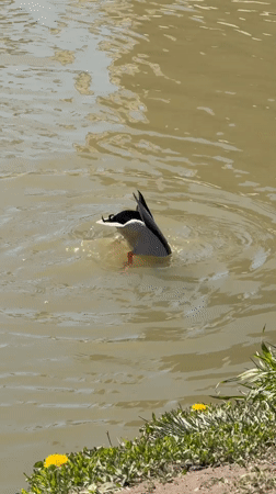 Person eats fries while duck forages in Dmitrov canal