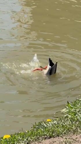 Person eats fries while duck forages in Dmitrov canal