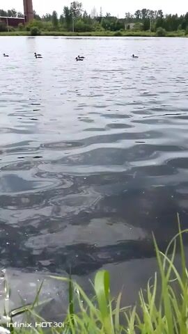 A video of a body of water with ducks swimming in it. There is grass in the foreground and trees and buildings in the background. The water is rippling and there are reflections on the surface.