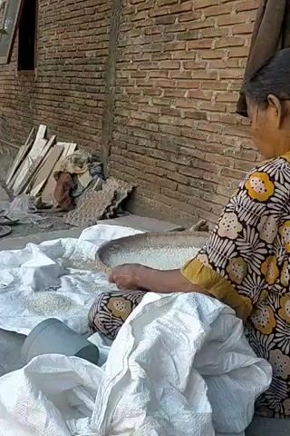 An elderly woman, wearing a colorful patterned shirt, is seen from behind, sitting on the ground. She is in the process of sifting rice using a traditional woven tray. Several large white sacks are placed around her, and some loose rice is scattered on the ground. The background features a brick wall and some wooden planks leaning against it, suggesting an outdoor or semi-outdoor setting. The woman's hands are actively engaged in separating the rice, a common agricultural practice.