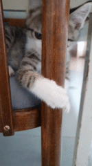 Summer morning at home in Lusagyugh: food, fruit, and a playful kitten