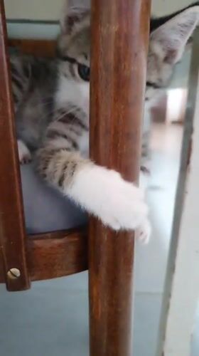 Summer morning at home in Lusagyugh: food, fruit, and a playful kitten
