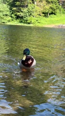 A mallard duck swims in a body of water. The duck has a green head and neck, a white ring around its neck, a brown chest, and gray and white body feathers. The duck is moving its head downwards into the water, as if to eat or drink. The water is calm and reflects the surrounding greenery. In the background, there is a lush green shoreline with trees. The sun is shining, creating dappled light on the water.