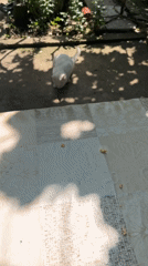 White cat spotted in Bulgarian garden during morning meal