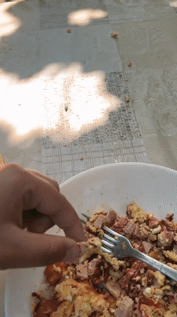 White cat spotted in Bulgarian garden during morning meal