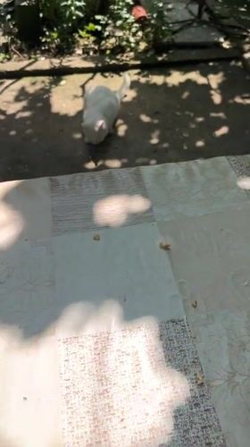 White cat spotted in Bulgarian garden during morning meal