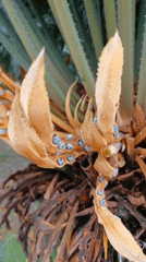 Person examines seed-bearing cycad plant in Praia Grande