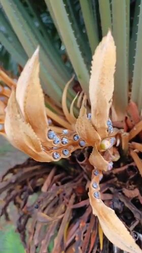 Person examines seed-bearing cycad plant in Praia Grande