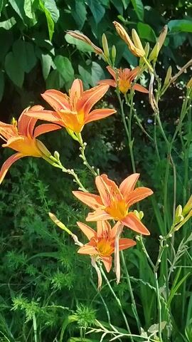 The video shows orange daylilies in full bloom, with green foliage in the background. The flowers are on tall stems and some buds are visible. The lighting suggests it is daytime, possibly in the morning or late afternoon, with the sun casting shadows. The scene is outdoors, in what appears to be a garden or natural setting. There are no people or animals visible in the video. The camera is held relatively steady, with slight movements as if being held by hand.