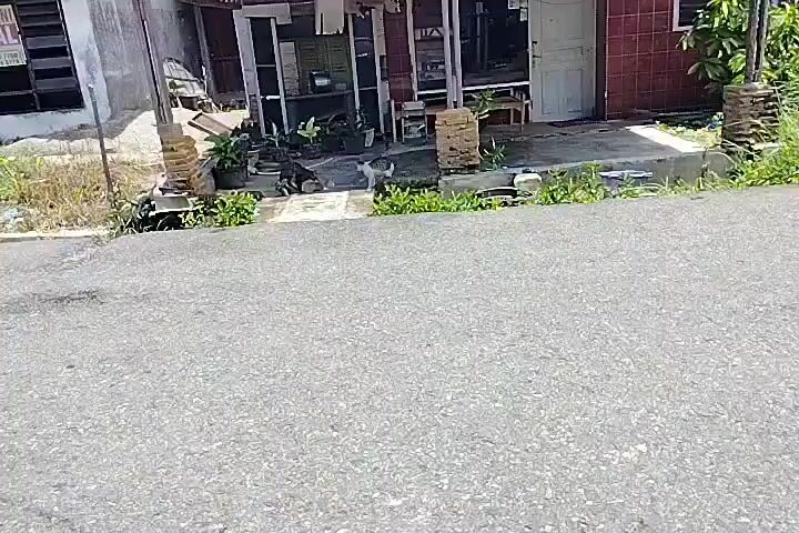 The video shows a street scene in front of a building. Two cats are present on the sidewalk in front of the building. One cat is black and appears to be eating something from the ground. The other cat is white and appears to be observing the black cat. The building has a covered porch area with plants. There is a road in the foreground of the video.