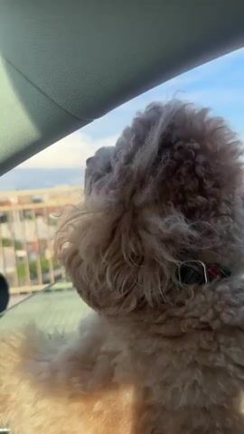 A light-colored, curly-haired dog, resembling a poodle or doodle mix, is the central subject, seen from behind looking out of a car window. The dog is wearing a red and green plaid collar. Its fur, particularly around its head and ears, is blowing in the wind, indicating the car is in motion.

Through the car window, an urban or suburban landscape is visible in the distance, featuring buildings and structures under a bright blue sky with scattered white clouds. The perspective suggests the car is on an elevated road or bridge, providing a view over the area below. The weather appears to be clear and sunny.

The dog seems content and engaged, enjoying the open window and the sensation of the wind. There is no visible text in the video. The scene depicts a dog enjoying a car ride in what appears to be an urban setting, consistent with a location like Vila Nova de Gaia, Portugal.