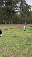 Cattle graze peacefully in West Suffolk field