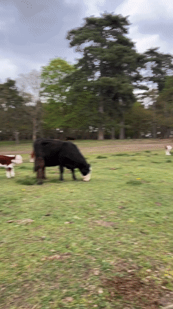 Cattle graze peacefully in West Suffolk field