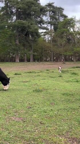 Cattle graze peacefully in West Suffolk field