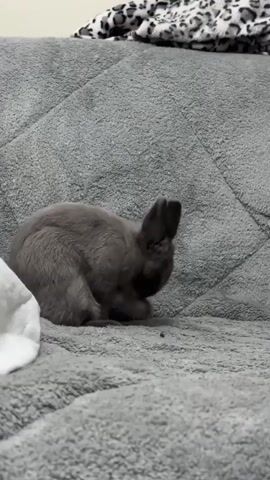 A small grey bunny is grooming itself on a grey textured surface. The bunny is positioned on its side, facing to the right. Its head is down, and it appears to be cleaning its face with its paws. The bunny's ears are perked up and visible. To the left of the bunny, a white blanket or cloth is partially visible. The background is a grey textured surface, possibly a blanket or couch. The lighting appears to be artificial.
