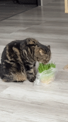 Tabby cat munches wheatgrass from a plastic bag in Izhevsk