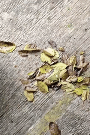 Morning walkthrough of a lush garden park in Mu Si, Thailand
