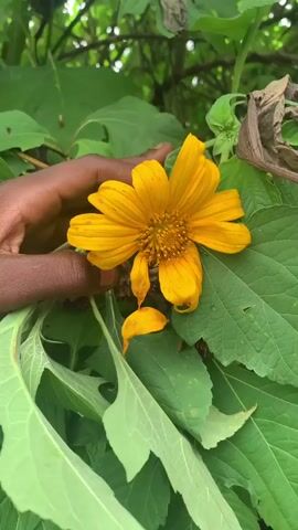 A person's dark-skinned hand is holding a bright yellow flower with a brown center. The flower has many thin petals. The flower and surrounding green leaves are in focus. The background is blurred green foliage. One petal from the flower has fallen and is resting on a leaf below.