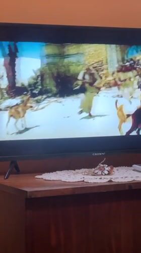 Quiet evening documented in Bulgarian home with couple and dog